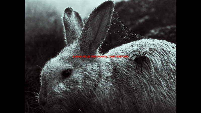 ВІДЛУННЯ — Close-up of a rabbit with red lyrics